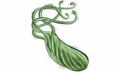 Проактивни стъпки за превенция на H. pylori: Опазване на здравето на стомашно-чревния тракт